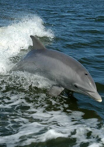 Bottlenose Dolphin