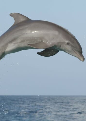 Bottlenose Dolphin