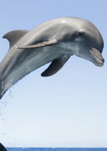 Bottlenose Dolphin