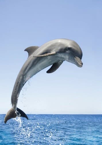 Bottlenose Dolphin