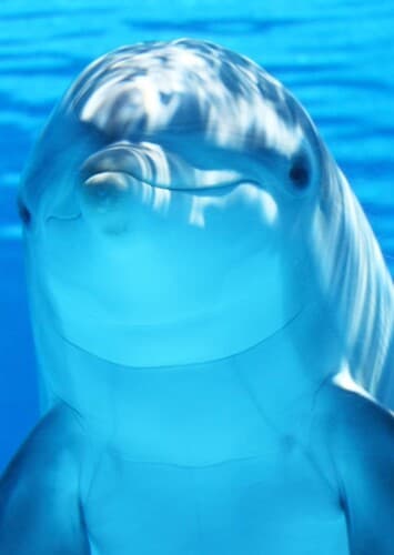 Bottlenose Dolphin