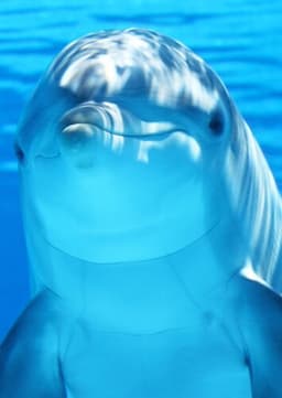 Bottlenose Dolphin