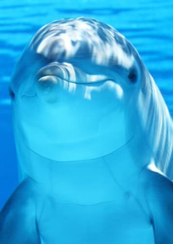 Bottlenose Dolphin