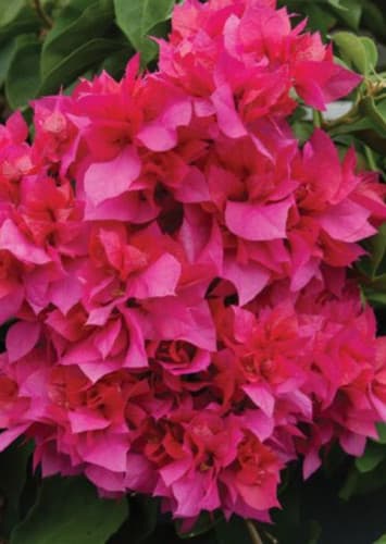 Bougainvillea