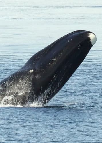 Bowhead Whale