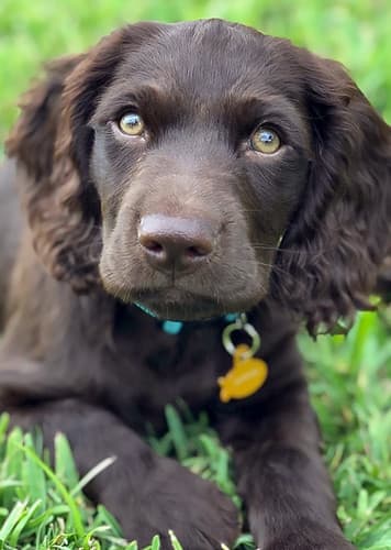 Boykin Spaniel