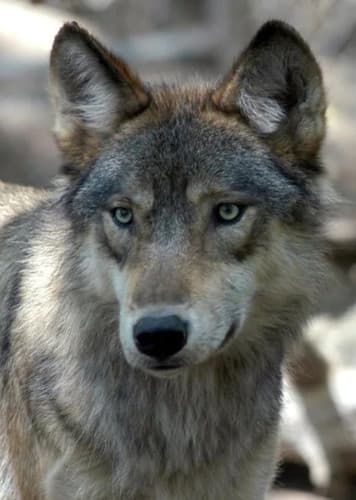 British Columbian Wolf