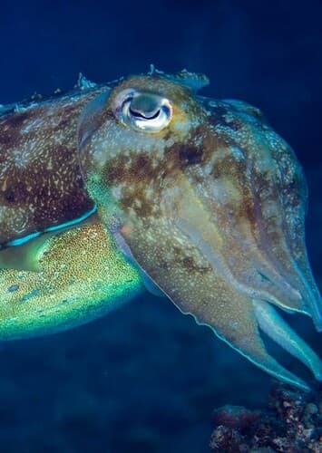 Broadclub Cuttlefish
