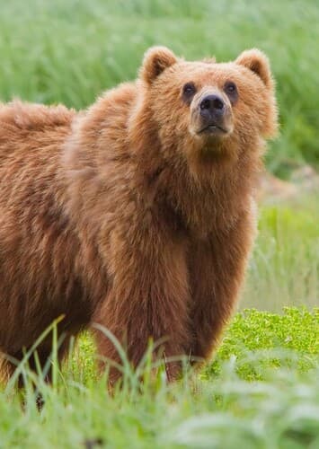 Brown Bear