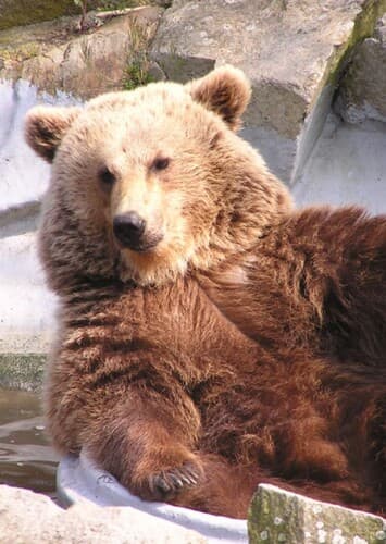 Brown Bear