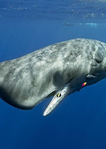 Sperm Whale