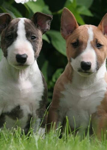 Bull Terrier