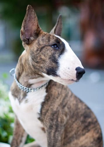 Bull Terrier