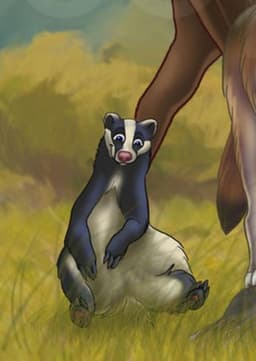 Bunga (European Badger)
