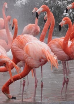 The Flamingos