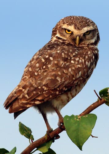 Burrowing Owl
