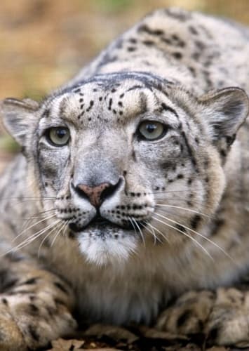 Bushi the Snow Leopard