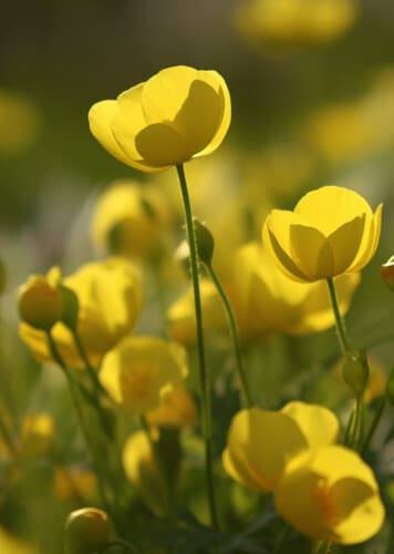 Buttercup