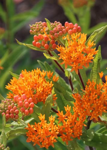 Butterfly Weed
