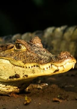 Caiman