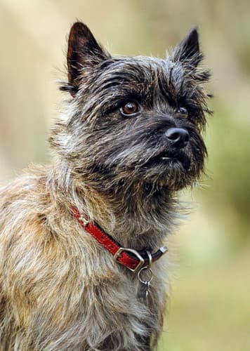 Cairn Terrier