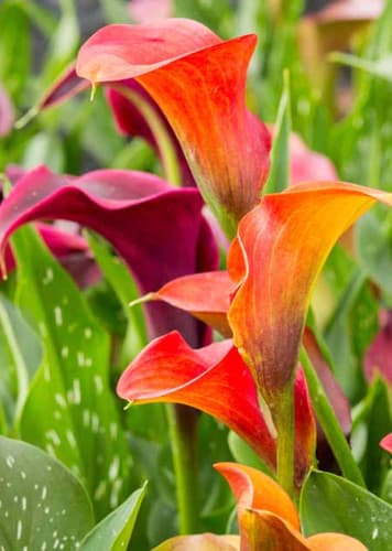 Calla Lily