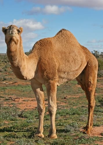 Camel