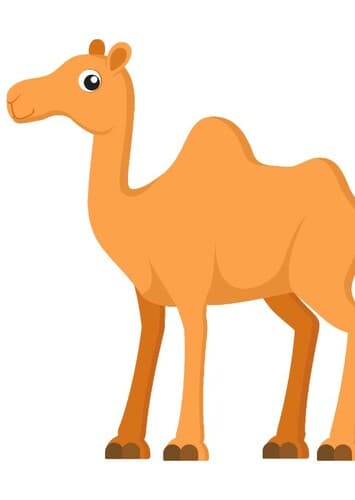Camel