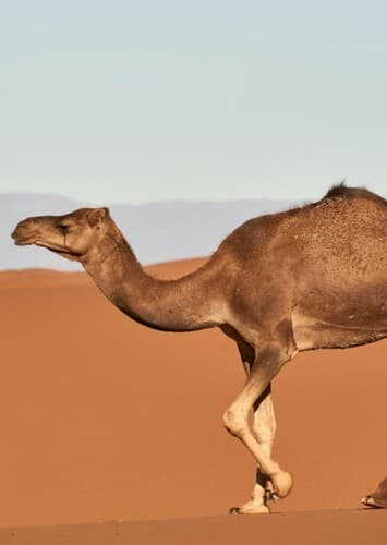 Camel