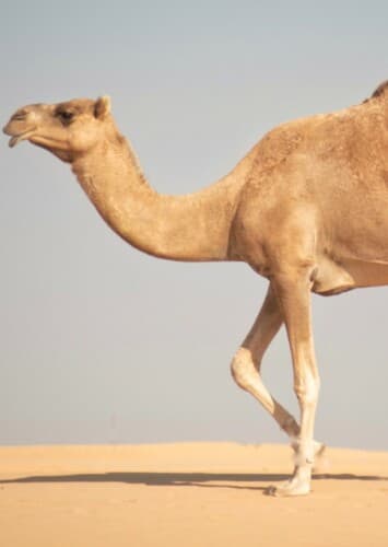 Camel