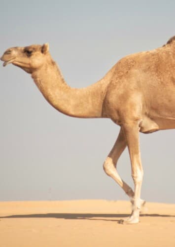 Camel