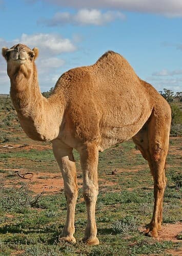 Camel