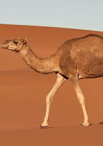 Camel