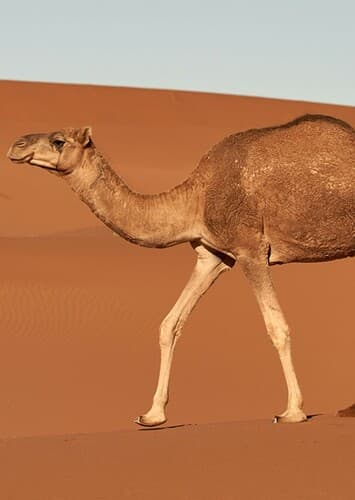 Camel