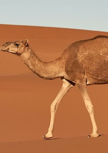 Camel