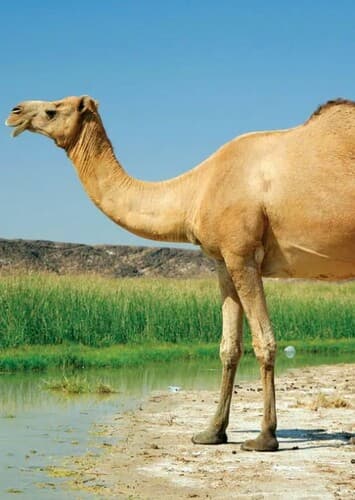 Camel