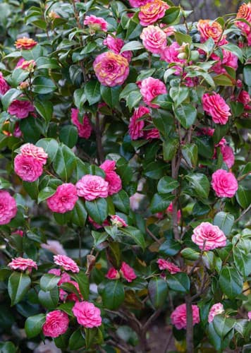 Camellia