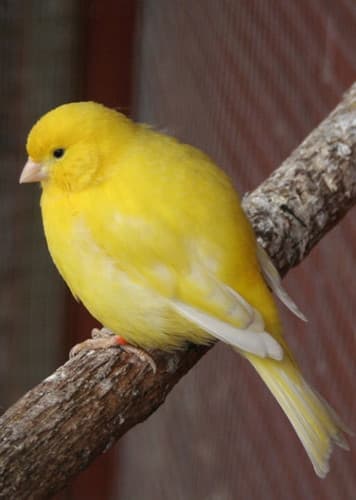 Canary