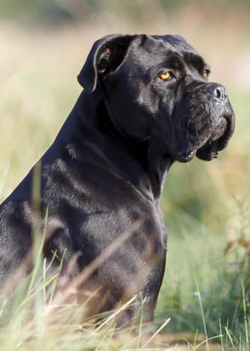Cane Corso