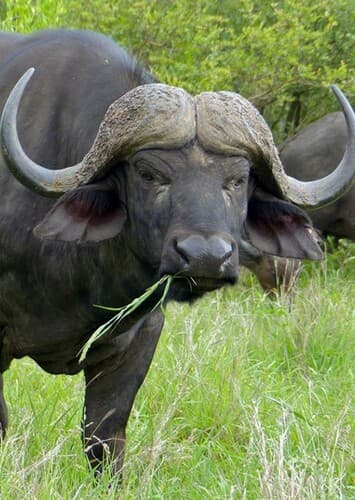 Cape Buffalo