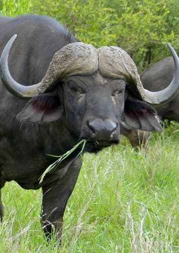 Cape Buffalo