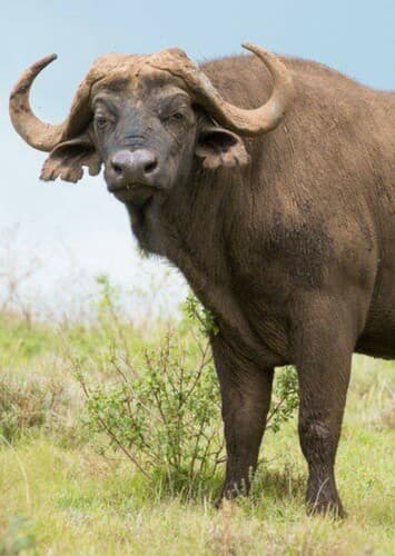 Cape Buffalo