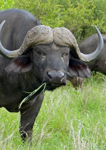 Cape Buffalo