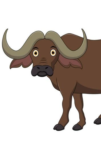 Cape Buffalo