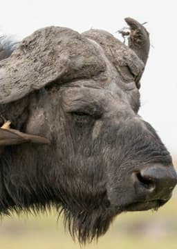 Cape Buffalo