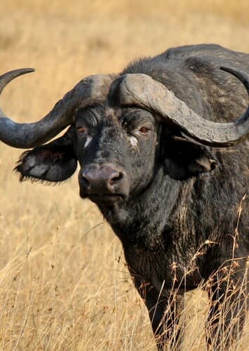 Cape Buffalo