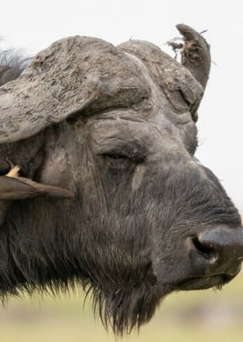 Cape Buffalo