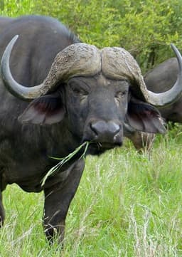 Cape Buffalo