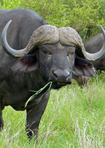 Cape Buffalo