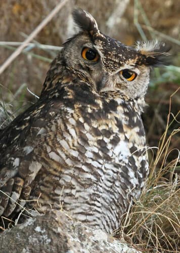 Cape Eagle-Owl